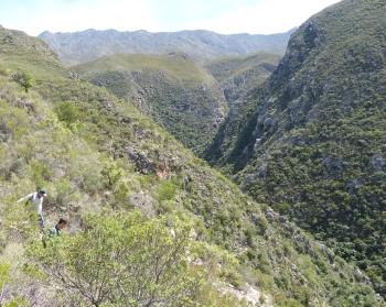 The Smitsrivier Gorge, habitat of Gasteria koenii, in a deep rocky gorge with a fast-flowing, perennial stream.