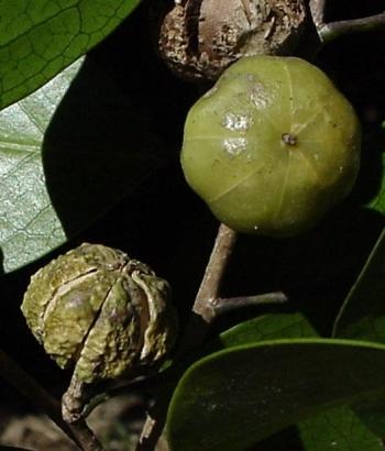 Heywoodia lucens, ripe fruits. (Geoff Nichols)