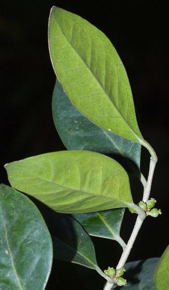 Heywoodia lucens, female flowers, in clusters in axils of leaves and showing clear veins on leaf undersides. (Geoff Nichols)