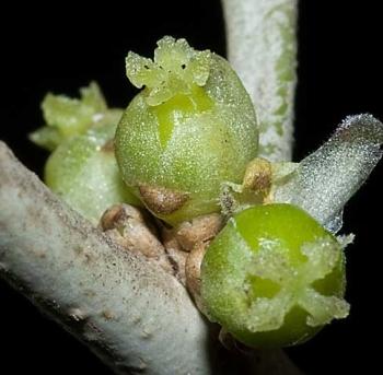 Heywoodia lucens, female flowers. (Geoff Nichols)