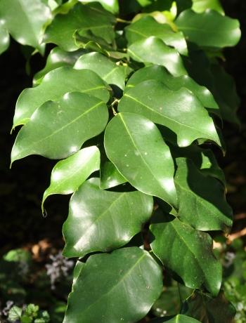 Heywoodia lucens, dark glossy green leaves. (Alice Notten)