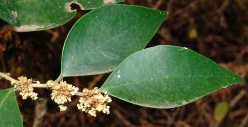 Heywoodia lucens, male flowers, in clusters in axils of leaves. (Geoff Nichols)