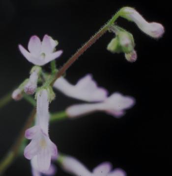 Streptocarpus confusus (Toshijiro Okuto)