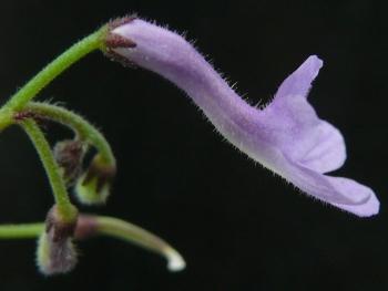 Streptocarpus confusus (Cherise Viljoen)