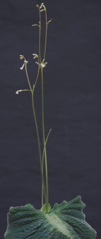 Streptocarpus confusus (Toshijiro Okuto)