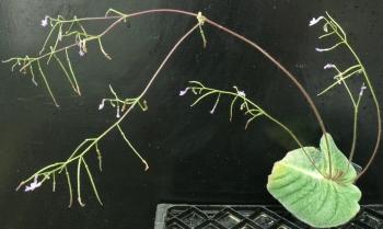 Streptocarpus confusus (Cherise Viljoen)