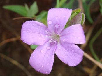 Barleria wilmsiana 