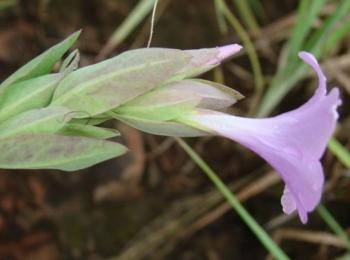 Barleria wilmsiana, young leaves have a reddish tinge beneath.