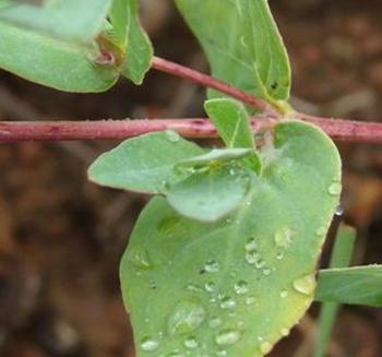 Barleria wilmsiana, older stems are reddish.