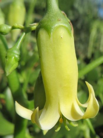 Close-up of the flower of Cotyledon xanthantha (Babylonstoren Farm). 