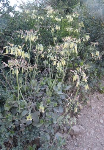 A group of Cotyledon xanthantha in habitat at the Goukou River, close to Still Bay. Plants growing on the thicket margin. 