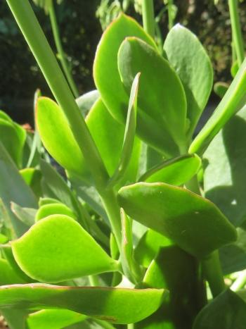 Close-up of the leaves of Cotyledon xanthantha (Babylonstoren Farm).