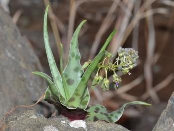 Ledebouria cremnophila growing in habitat. (Mervyn Lӧtter)