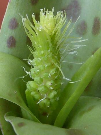 Ledebouria cremnophila, coma of floral bracts.