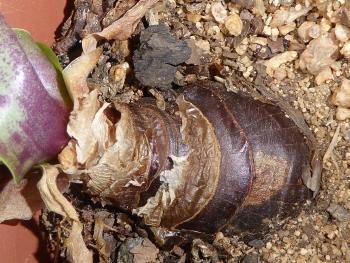 Ledebouria cremnophila, persistent dark brown bulb scales and red leaf base.