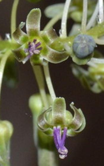 Ledebouria cremnophila flowers. (Mervyn Lӧtter)