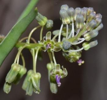 Ledebouria cremnophila inflorescence. (Mervyn Lӧtter)