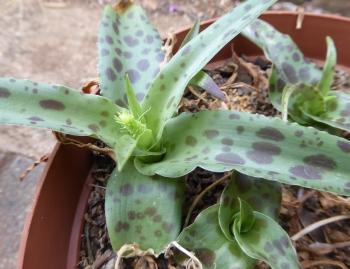 Ledebouria cremnophila in cultivation.