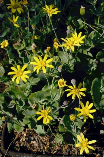 Othonna perfoliata (John Manning)