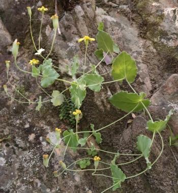 Othonna perfoliata (Nick Helme)