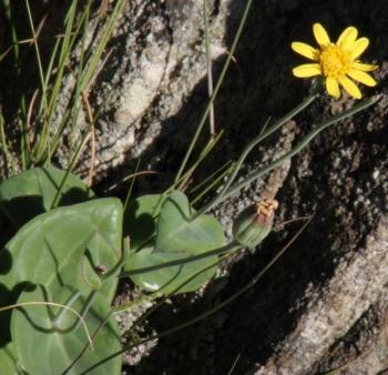 Othonna perfoliata (Tony Rebelo)