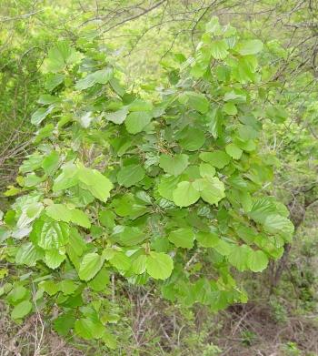 Trimeria Grandifolia Subsp. Grandifolia 