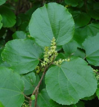 Trimeria grandifolia subsp. grandifolia, in flower. (Geoff Nichols)