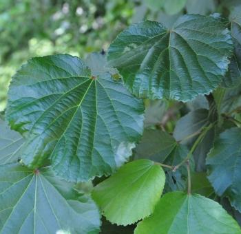 Trimeria grandifolia subsp. grandifolia, large, almost circular, 5 to 9-veined leaves.