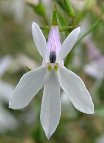 Lobelia pubescens, flowers are 11-17 mm long.