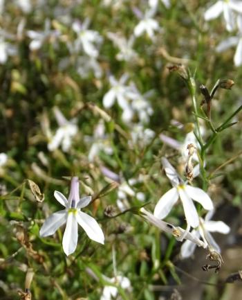 Lobelia pubescens