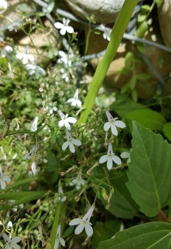 Lobelia pubescens