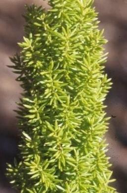 Asparagus densiflorus ‘Meyersii', cylindrical branches covered in short, needle-like leaves.