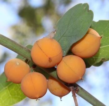 Adenia spinosa, fruits.