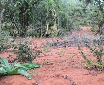 Adenia spinosa, in habitat.