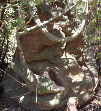 Adenia spinosa, caudex.