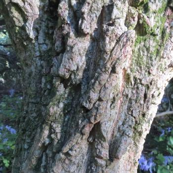 Brachylaena rotundata, bark.