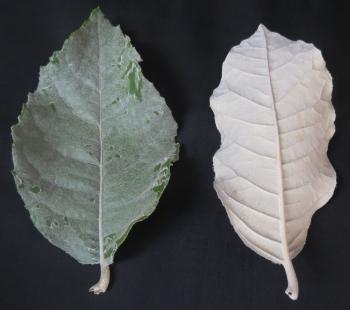 Brachylaena rotundata, leaves.