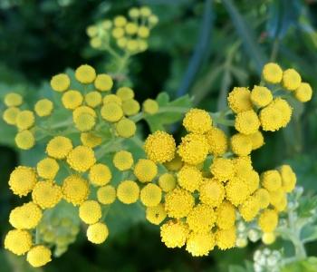 Schistostephium rotundifolium, flowers.