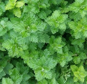 Schistostephium rotundifolium, foliage.