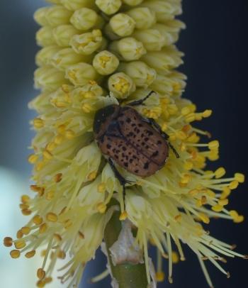 Kniphofia acraea