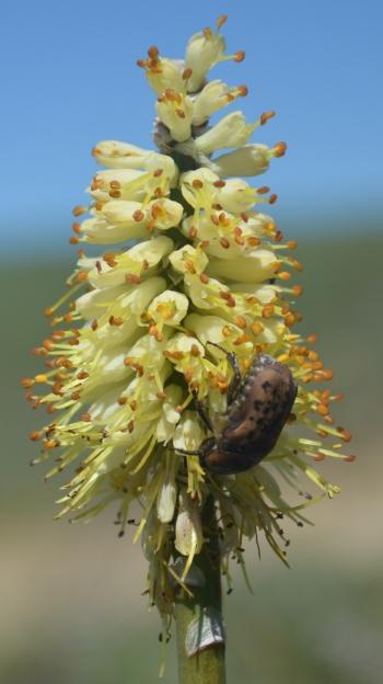 Kniphofia acraea, inflorescence.