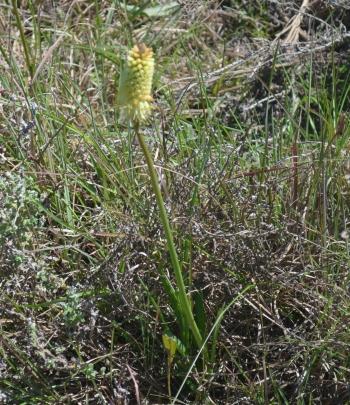 Kniphofia acraea, growing in habitat.