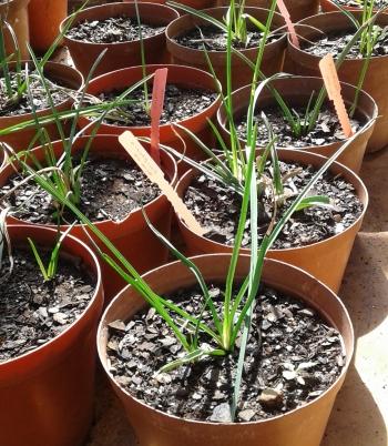 Kniphofia acraea seedlings in the nursery.