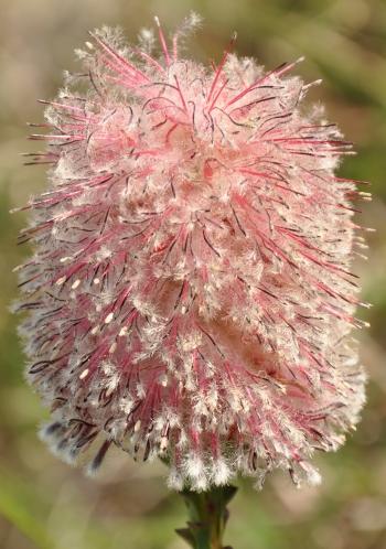 Paranomus longicaulis, inflorescence.