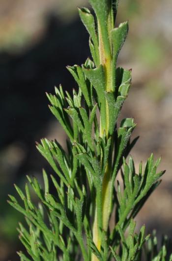 Paranomus longicaulis, dimorphic foliage.