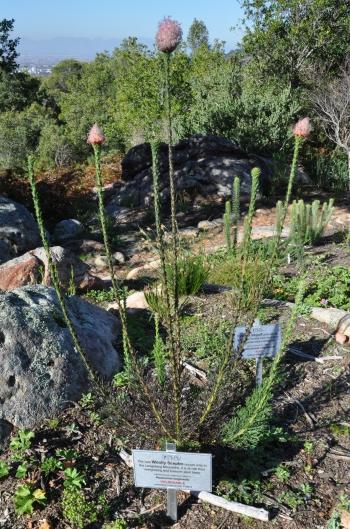 Paranomus longicaulis, growing in Kirstenbosch National Botanical Garden.