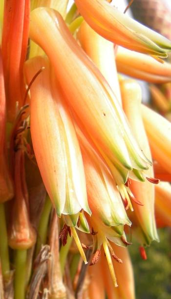 Aloe lineata var. muirii, flowers.