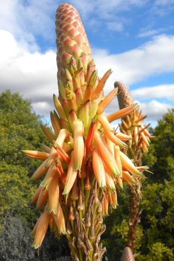 Aloe lineata var. muirii, flowerheads.