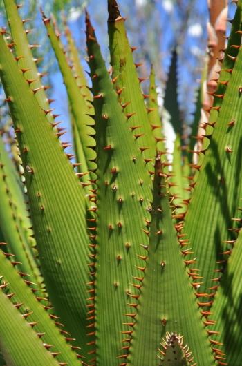 Aloe lineata var. muirii, leaves marked with fine red lines.