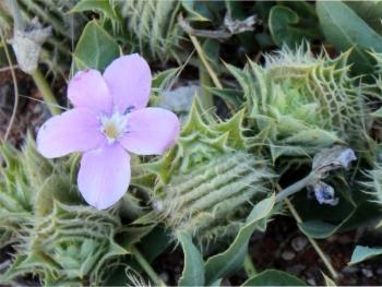 Barleria lichtensteiniana 